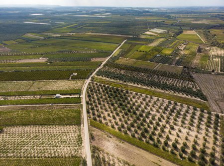 Foto de Vista aérea de una plantación de viñedos en las luces de la tarde en Europa. Disparo de dron - Imagen libre de derechos