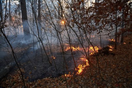Téléchargez les photos : Brûlage des feux de forêt, feux de forêt ferment le jour - en image libre de droit