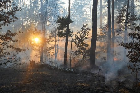 Téléchargez les photos : Un feu de forêt. arbre tombé est brûlé à terre beaucoup de fumée lorsque le feu de forêt - en image libre de droit