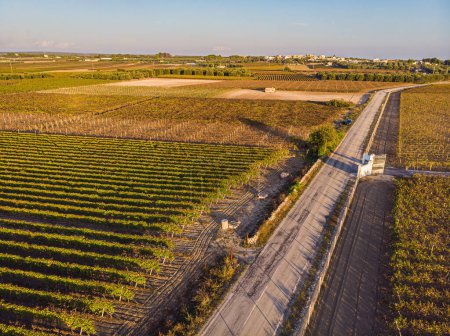 Téléchargez les photos : Vue aérienne d'une plantation de vignes en fin d'après-midi en Europe. Drone shot - en image libre de droit