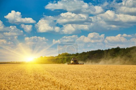 Cosechadora cosechadora corte trigo, verano paisaje de campos interminables bajo el cielo azul con nubes
