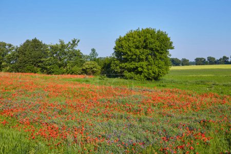 Foto de El enorme campo de flores de amapolas rojas. Sol y nubes. Ver muchas amapolas y primer plano - Imagen libre de derechos