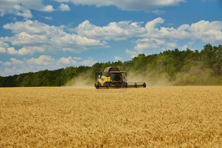 Cosechadora cosechadora corte trigo, verano paisaje de campos interminables bajo el cielo azul con nubes
