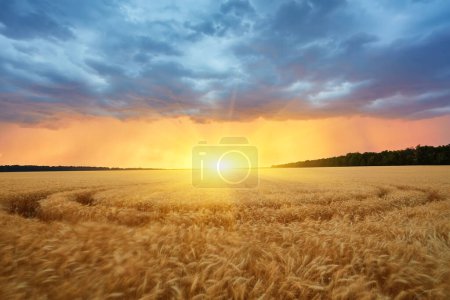 Téléchargez les photos : Nuages d'orage au-dessus d'un champ de blé au coucher du soleil. Le début d'un ouragan - en image libre de droit