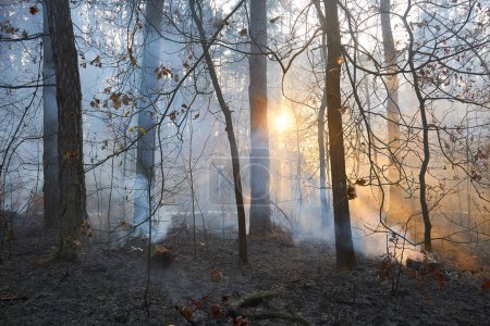 Foto de Incendios forestales, Incendios forestales de cerca durante el día - Imagen libre de derechos