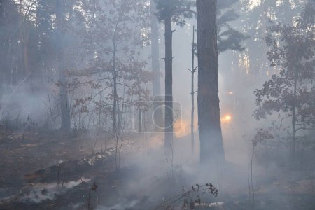 Foto de In the woods are burning. fire in the forest is very scary - Imagen libre de derechos
