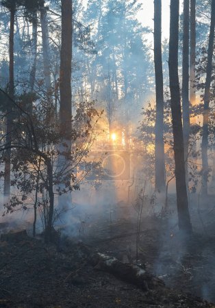 Foto de Fuego forestal. árbol caído se quema hasta el suelo mucho humo cuando el fuego forestal - Imagen libre de derechos