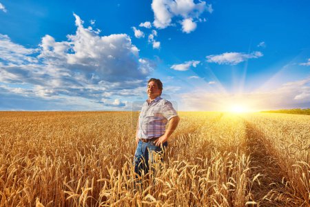 Photo for Farmer standing in a wheat field, looking at the crop - Royalty Free Image