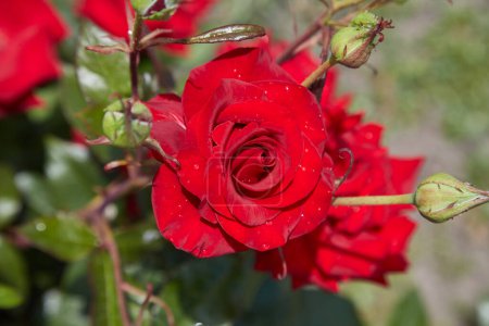 Téléchargez les photos : Belles roses dans le jardin, roses pour la Saint Valentin. - en image libre de droit