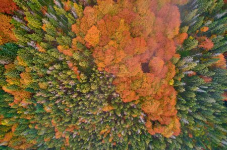 Téléchargez les photos : Vue aérienne des drones sur la forêt d'automne. Arbres colorés dans le bois. Fond d'automne, vue aérienne de drone de beau paysage forestier avec des arbres d'automne d'en haut. - en image libre de droit