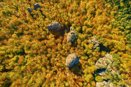Foto de Vista aérea del dron sobre el hermoso bosque de hayas de otoño y rocas antiguas de Dovbush en Cárpatos Ucrania, lugar turístico famoso - Imagen libre de derechos