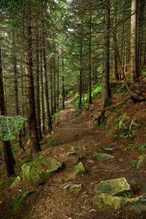 Téléchargez les photos : Beau paysage pour l'impression. Sentier pédestre dans la forêt de montagne. - en image libre de droit