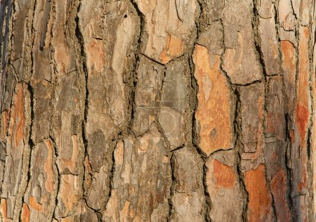 Photo for The bark of old pine tree texture, background - Royalty Free Image