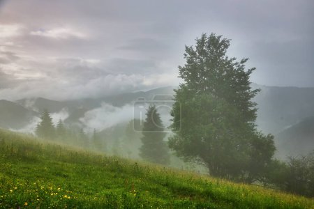 Foto de Paisaje con niebla en montañas y hileras de árboles - Imagen libre de derechos