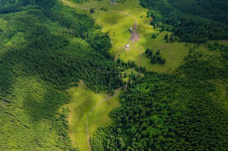 Photo for Conifer forest from above. Plantation of spruce trees. Top down aerial view. Background forest view from above, green forest nature texture - Royalty Free Image