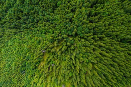 Téléchargez les photos : Forêt de conifères d'en haut. Plantation d'épinettes. Vue aérienne du haut vers le bas. Fond vue sur la forêt d'en haut, forêt verte texture nature - en image libre de droit