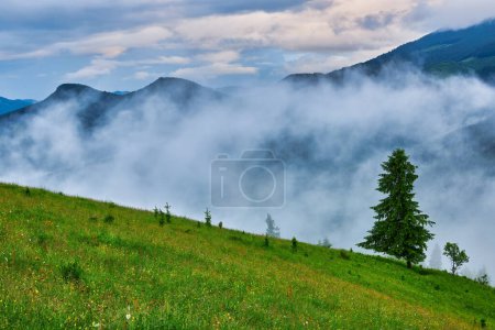 Foto de Prado de montaña en la luz de la mañana. paisaje de primavera con el valle en la niebla detrás del bosque en la colina cubierta de hierba. nubes esponjosas en un cielo azul brillante. naturaleza frescura concepto - Imagen libre de derechos