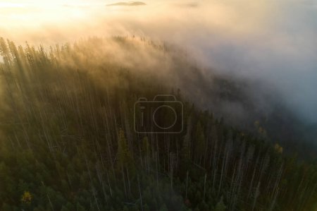 Téléchargez les photos : Survol du brouillard dans les Carpates ukrainiennes en été. Des montagnes à l'horizon. Une épaisse couche de brouillard recouvre les montagnes d'un tapis continu. Vue aérienne du drone. - en image libre de droit