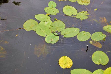 Téléchargez les photos : Vue aérienne de l'étang avec des fleurs de nénuphars jaunes, des feuilles vertes, de l'asclépiade en été. - en image libre de droit