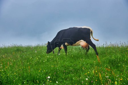 Foto de Vaca pastando en verdes montañas con niebla - Imagen libre de derechos