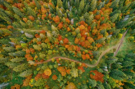 Foto de Vista aérea del dron sobre el bosque de otoño. Árboles coloridos en el bosque. Fondo del bosque otoñal - Imagen libre de derechos