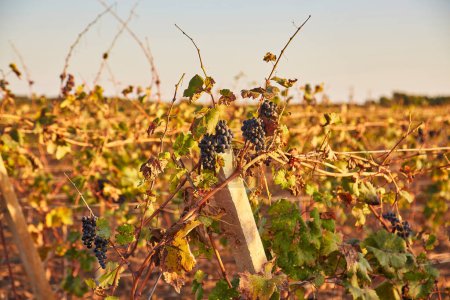 Téléchargez les photos : Rangées de vignobles à l'automne Couleurs d'automne - en image libre de droit