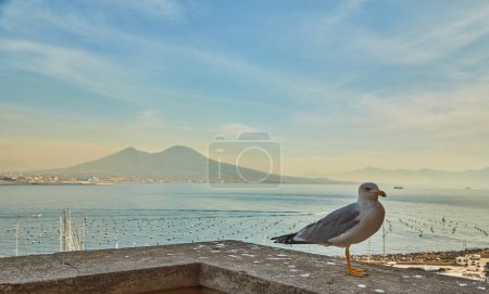 Photo for Seagull on the wall of Castel dell Ovo, Egg Castle with panoramic view on mount Vesuvius in Naples, Campania, Italy, Europe. Ferries in the port of Naples. Clouds and sea view. - Royalty Free Image
