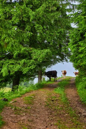 Foto de Vacas caminando por el camino en verdes montañas con niebla - Imagen libre de derechos