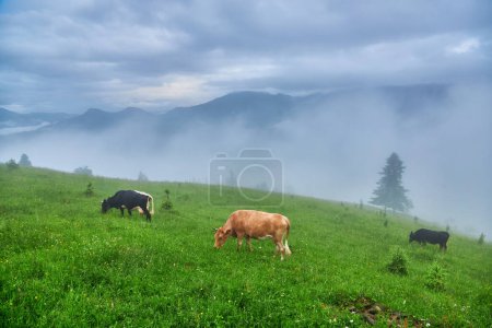Téléchargez les photos : Vaches broutant dans les montagnes verdoyantes avec brouillard - en image libre de droit