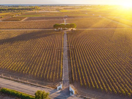 Photo for Aerial view of a vineyard plantation in late afternoon lights in Europe. Drone shot - Royalty Free Image