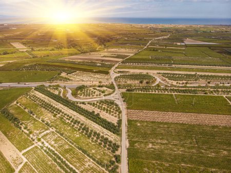 Foto de Vista aérea sobre campos de viñedos. Rodando colinas naturaleza landspace. Viña Europa con camino de vino en forma de corazón. - Imagen libre de derechos