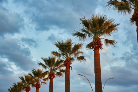 Téléchargez les photos : Coucher de soleil tropical sur la mer avec des palmiers, Une rangée de palmiers sur la côte océanique près de l'hôtel pour les touristes - en image libre de droit