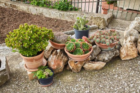 Photo for Rustic vases with a cactus plants on the ground near typical stone house in the small fishing village - Royalty Free Image