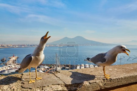 Photo for Seagulls on the wall of Castel dell Ovo, Egg Castle with panoramic view on mount Vesuvius in Naples, Campania, Italy, Europe. Ferries in the port of Naples. Clouds and sea view. - Royalty Free Image