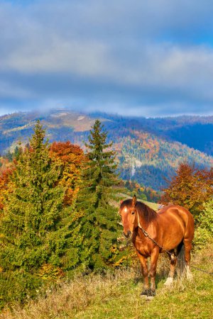 Téléchargez les photos : Portrait d'un cheval brun debout sur un champ avec des montagnes en arrière-plan - en image libre de droit