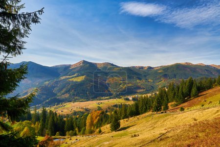 Téléchargez les photos : Forêt par une journée ensoleillée en automne. Paysage de montagne - en image libre de droit