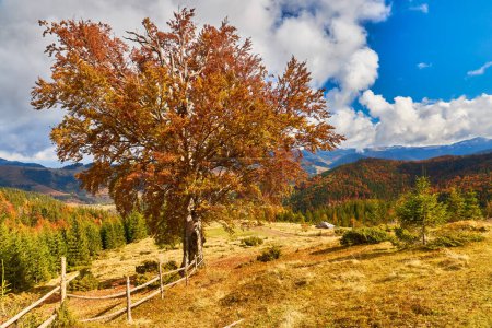 Foto de Colorido paisaje otoñal con valla en Transilvania montaña Rumania - Imagen libre de derechos