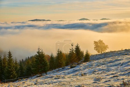 Photo for Beautiful mountains and pines, View of mountains and pines in autumn, Aerial View On Spacious Pine Forest At Sunrise, mountain and pine view - Royalty Free Image