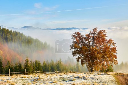 Foto de Paisaje otoñal con niebla en las montañas. Bosque de abeto en las colinas. Cárpatos, Ucrania, Europa - Imagen libre de derechos