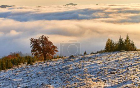 Foto de Niebla otoño paisaje bosque montañas, árboles vista niebla - Imagen libre de derechos