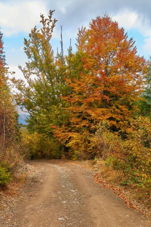 Téléchargez les photos : Scène de paysage d'automne coloré avec clôture en Transylvanie montagne Roumanie - en image libre de droit