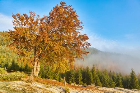 Téléchargez les photos : Vieil arbre de hêtre sur la vallée de montagne. Première neige sur la forêt. superbe vue du matin sur les Carpates, l'Ukraine, l'Europe. Beauté de la nature concept arrière-plan. - en image libre de droit