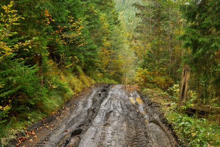 Téléchargez les photos : Chemin de terre de campagne à travers la forêt avec de grandes flaques boueuses après la pluie - en image libre de droit