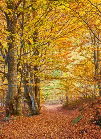 Foto de Magnífico paisaje de otoño panorama de un bosque pintoresco con un montón de sol cálido - Imagen libre de derechos