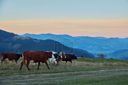 Téléchargez les photos : Paysage de montagne avec vaches. Ambiance paisible. Vaches dans le pâturage
. - en image libre de droit