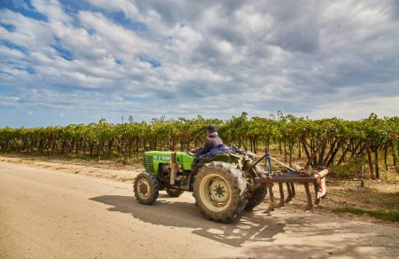 Téléchargez les photos : Tracteur agricole au sol parmi les vignobles en pleine croissance sous un ciel bleu clair en Italie. - en image libre de droit