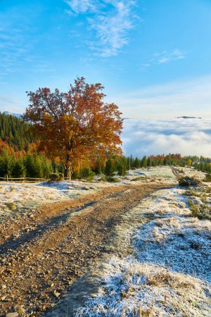 Photo for First snow in the forest in the mountains. Sunny October day - Royalty Free Image
