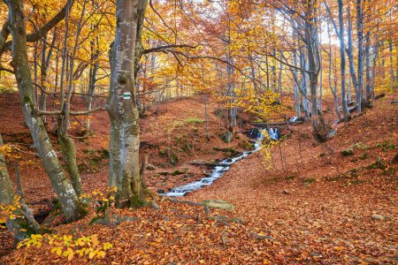 Téléchargez les photos : Feuilles d'automne le long d'un ruisseau forestier. Ruisseau forestier en automne. Ruisseau forestier d'automne en scène d'automne - en image libre de droit