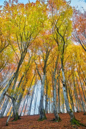 Téléchargez les photos : Superbe panorama de paysage d'automne d'une forêt pittoresque avec beaucoup de soleil chaud - en image libre de droit