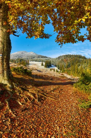 Photo for Old beech tree on the mountain valley. First snow on the forest. stunning morning view of Carpathians, Ukraine, Europe. Beauty of nature concept background. - Royalty Free Image